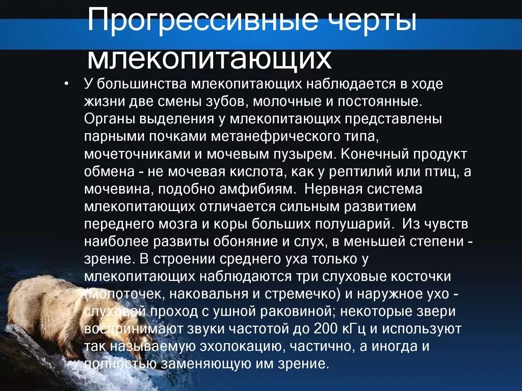 Особенность их способ млекопитающие общаются. Прогрессивные черты организации млекопитающих. Основные черты млекопитающих. Характерные черты класса млекопитающие. Специфические черты млекопитающих.