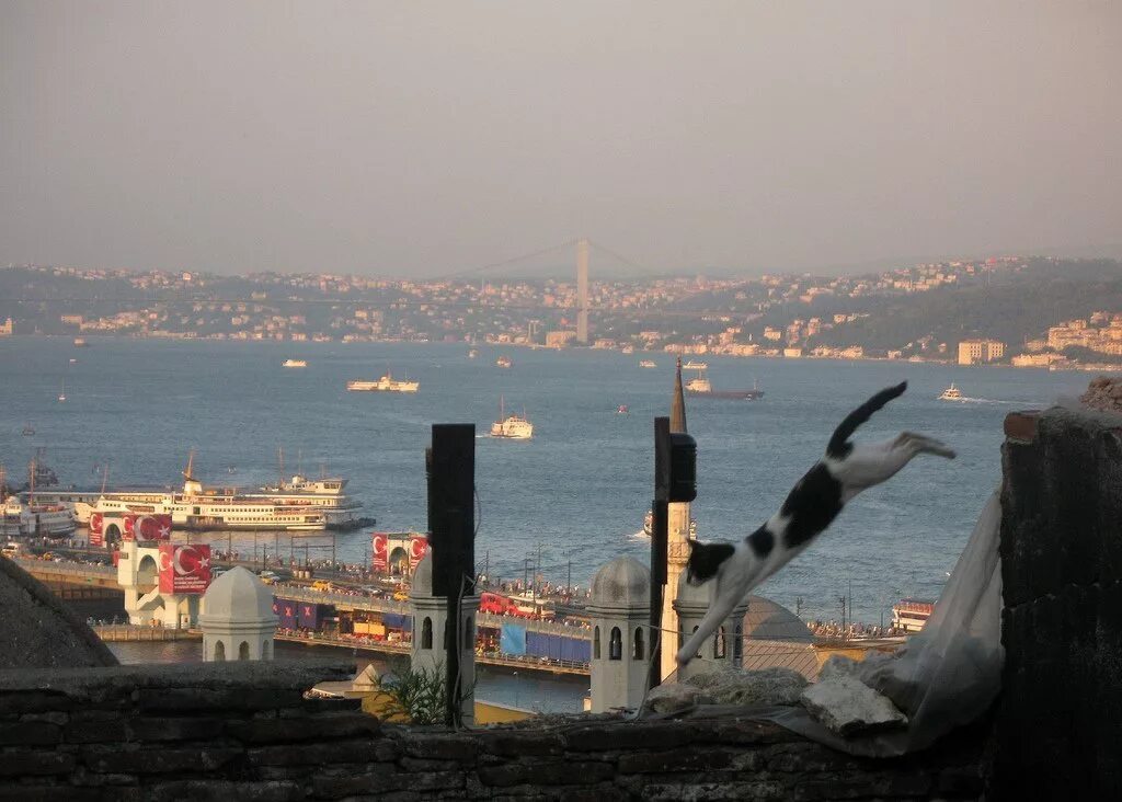 Turkey cats. Коты в Стамбуле. Стамбул город котов. Город кошек в Турции. Кошачий город.