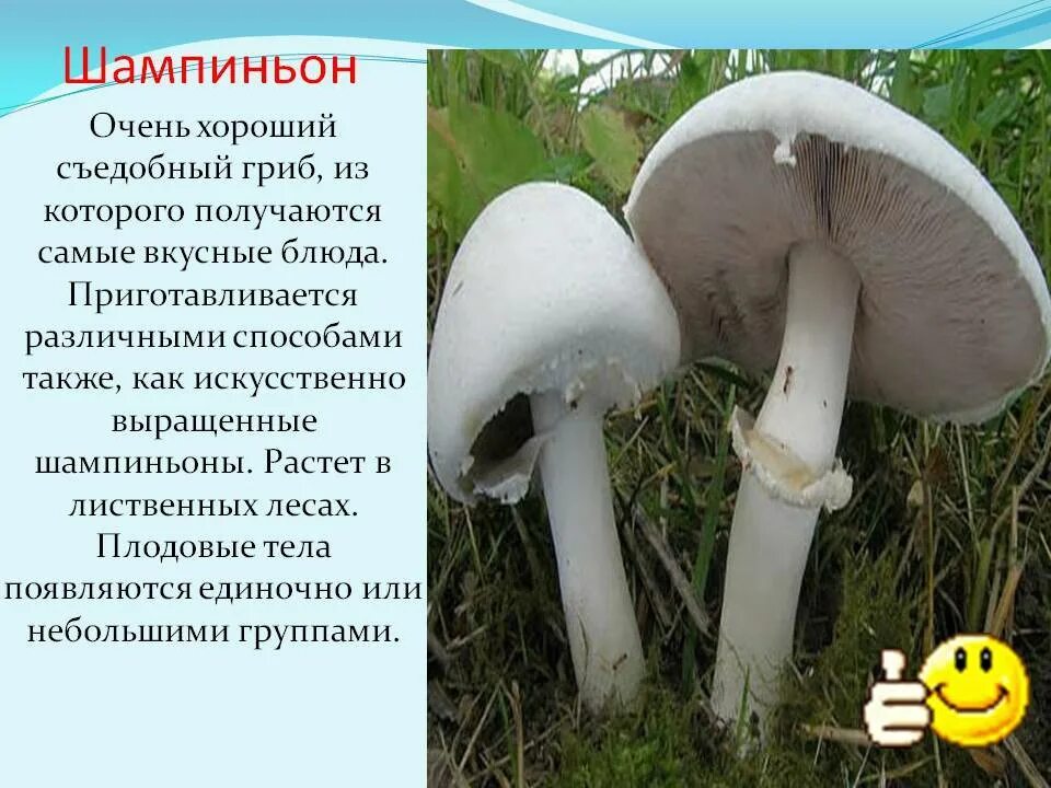 Характеристика искусственно выращиваемых съедобных грибов. Гриб шампиньон двуспоровый. Шампиньоны описание. Шампиньоны описание гриба. Описать гриб шампиньон.