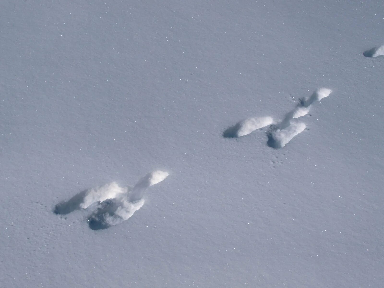 Видны заячьи следы. Следы зайца беляка. Следы зайца на снегу. Следы зайца русака. Следы Зайцев на снегу.