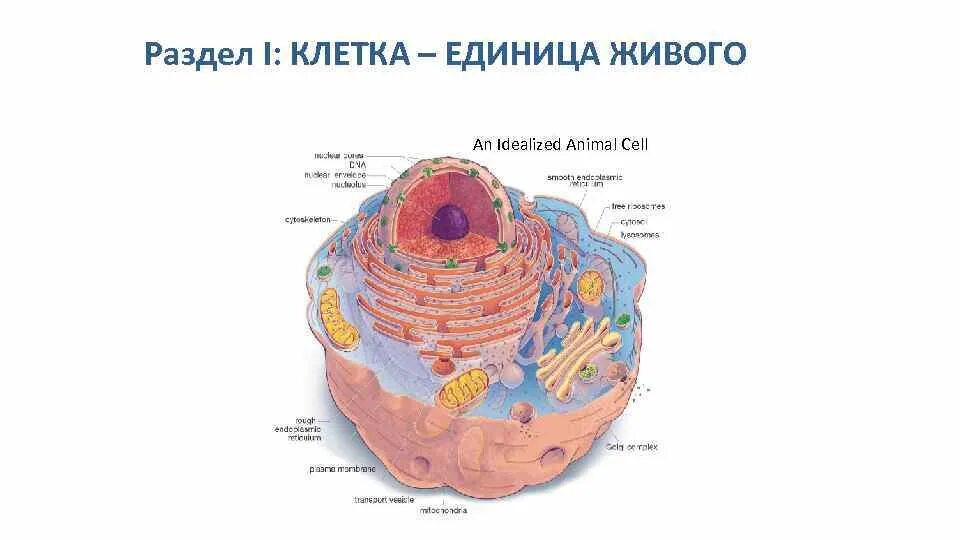 Основная единица живого