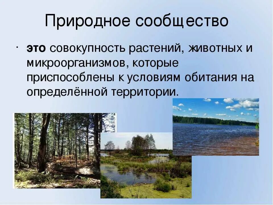 Природные сообщества. Сообщества в природе. Многообразие природных сообществ. Название природного сообщества. Какие природные сообщества представлены в вашем