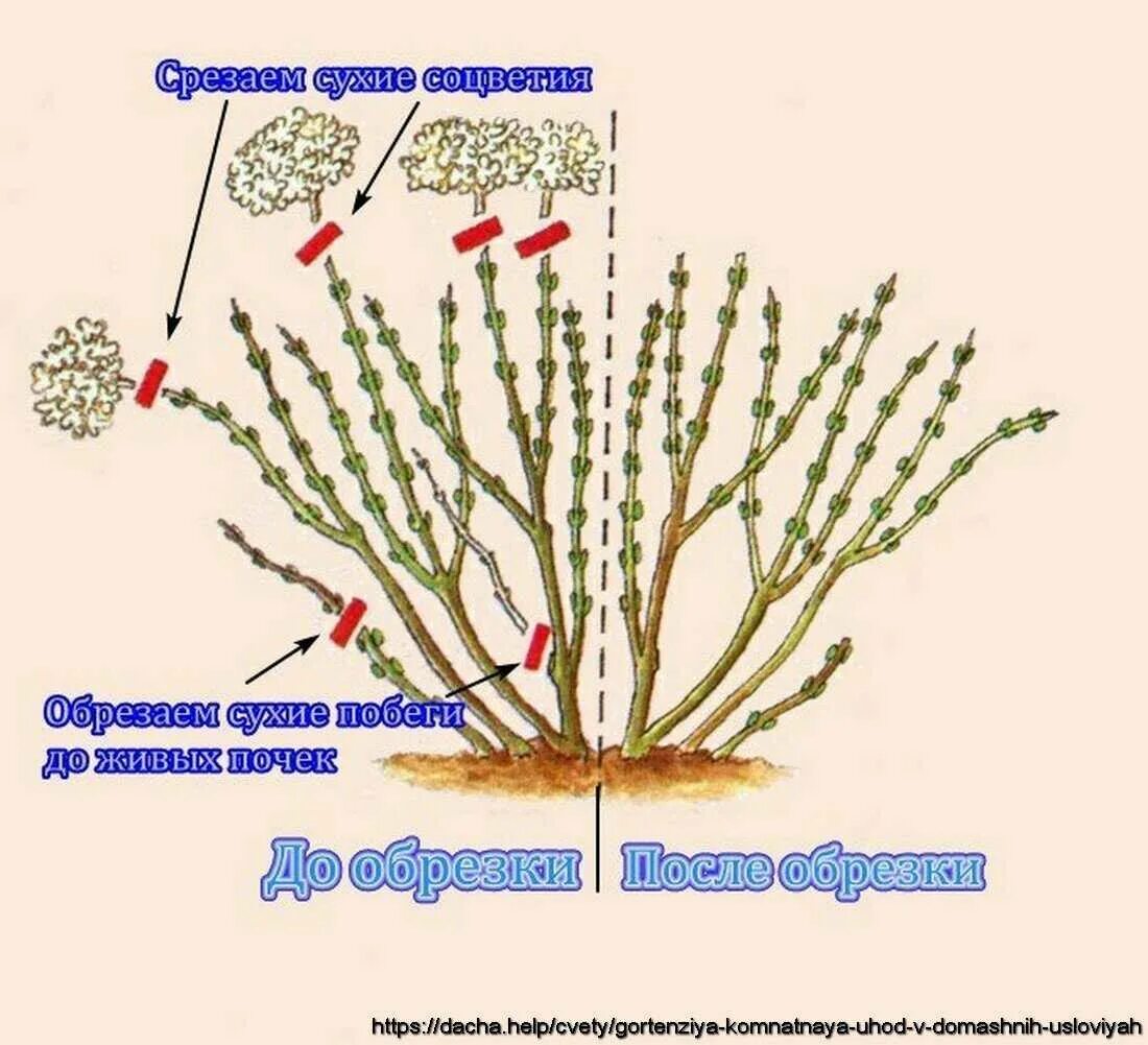 Как подрезать альстромерии