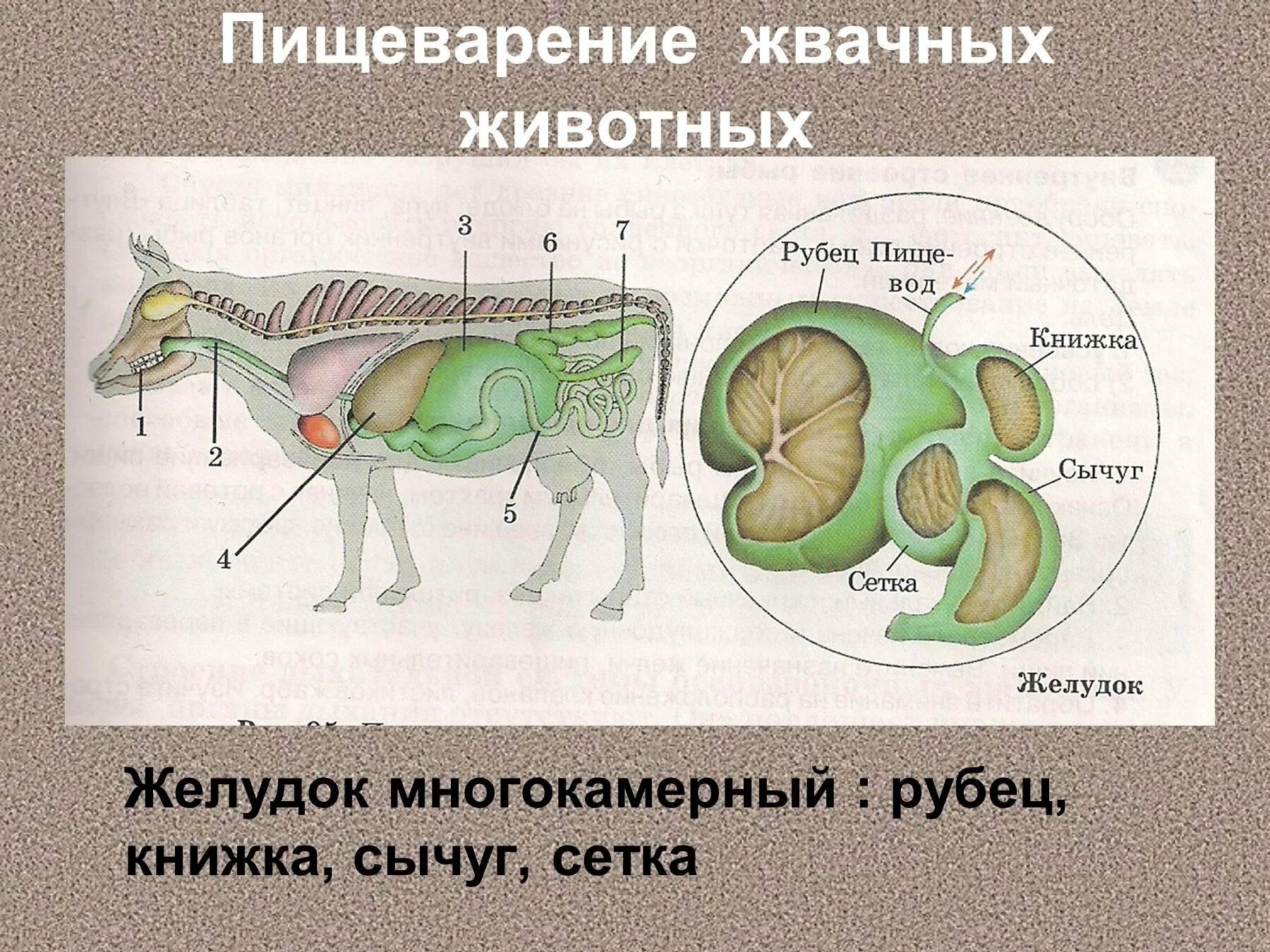 Желудок животных строение. Строение желудка жвачных млекопитающих. Строение многокамерного желудка жвачных. Многокамерный желудок животных. Пищеварительная система жвачных животных.