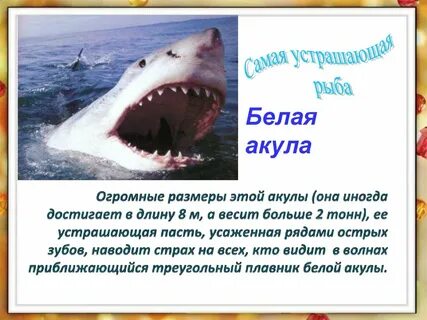 Данные акулы