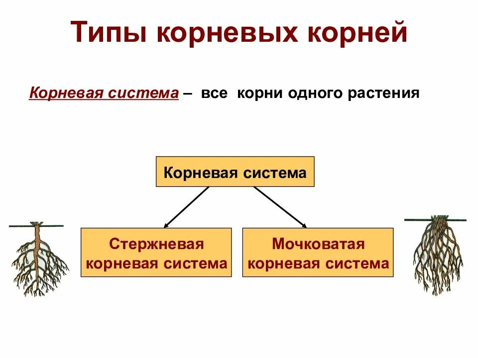 Стержневая корневая система состоит из