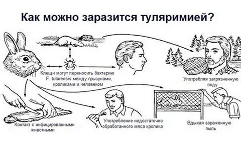 Переносчики туляремии являются