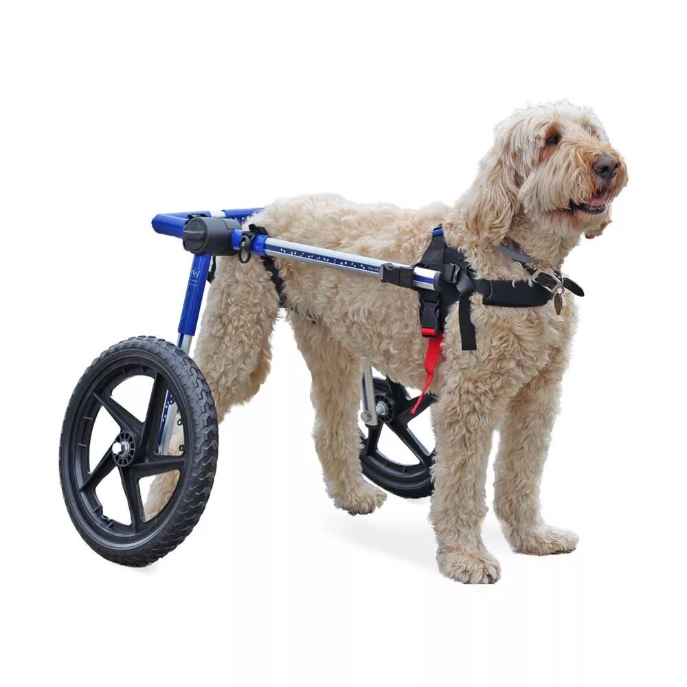 Инвалидная коляска для собак Walkin Wheels. Инвалидные коляски Dog wheelchairs. Коляски для собак инвалидов крупных пород. Инвалидное кресло для собак.