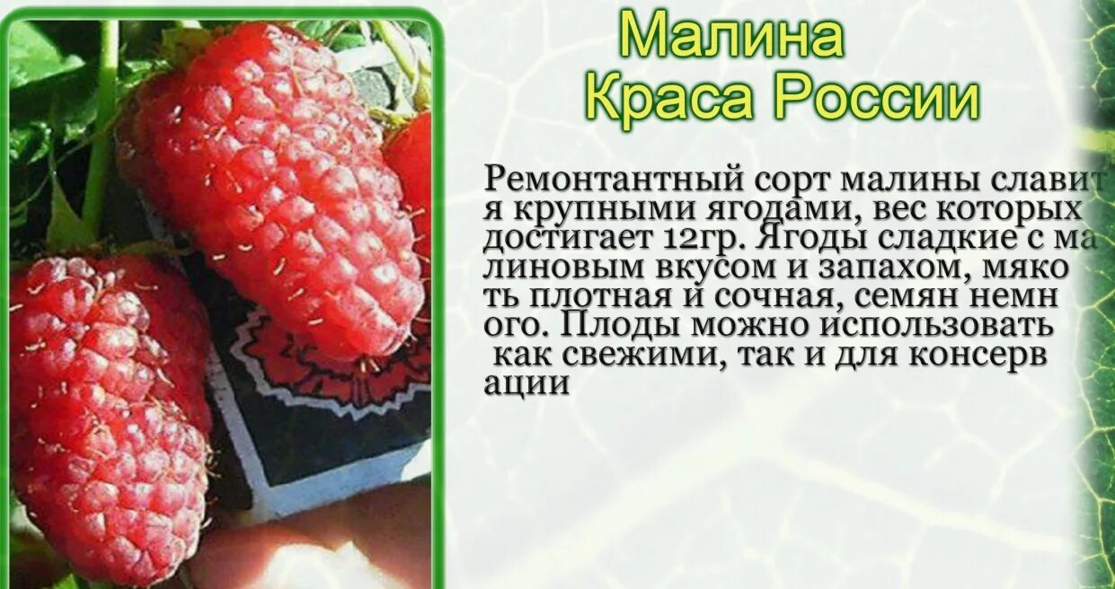 Малина сорт краса россии фото. Малина сорт Краса России. Малина Краса России описание сорта. Малиновое дерево Краса России. Малина Краса России описание сорта фото.