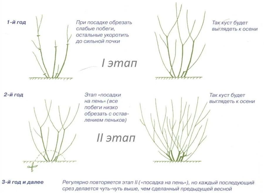 Как обрезать жимолость весной для начинающих. Формировка барбариса Тунберга. Спирея японская обрезка весной. Весенняя обрезка спиреи японской. Омолаживание спиреи японской.