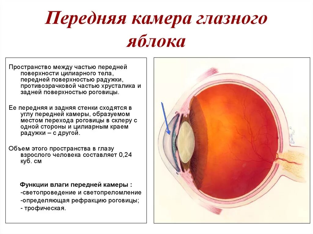 Функции передней камеры глаза. Передняя и задняя камеры глаза функции. Функция передней камеры глаза кратко. Передняя камера глазного яблока.