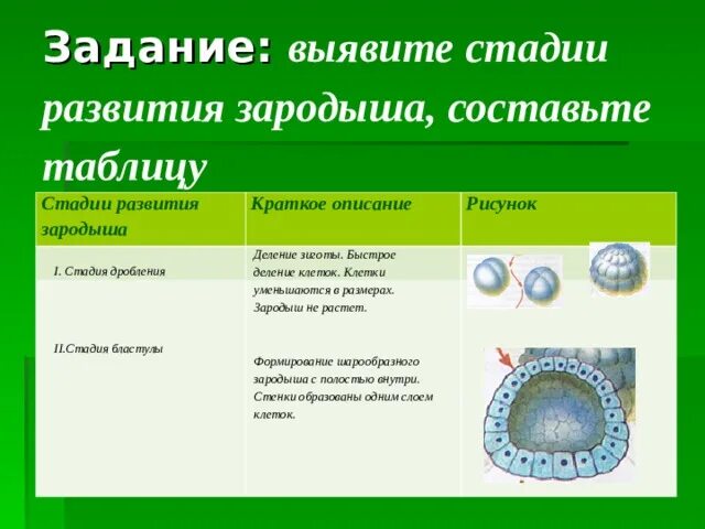 Стадия развития зародыша 6 таблица. Этапы развития у животных биология 6 класс. Этапы развития зародыша. Стадии зародышевого развития таблица.