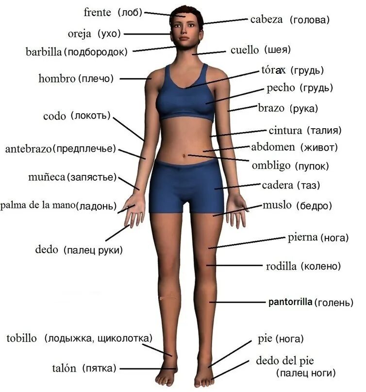 Тело человека ВПР 4 класс(голень). Анатомия человека части тела названия. Строение тела человека на английском. Название частей тела на английском. Переведи на английский девушка