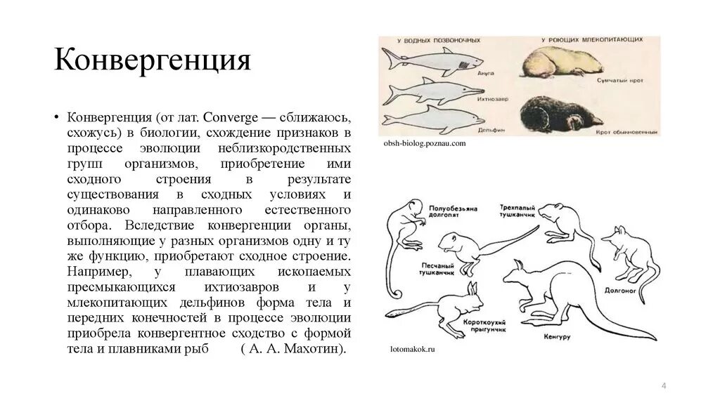 Дивергенция строение. Эволюционные процессы конвергенция и дивергенция. Механизмы эволюции дивергенция конвергенция. Конвергенция и дивергенция в биологии. Характеристика дивергенции и конвергенции таблица.