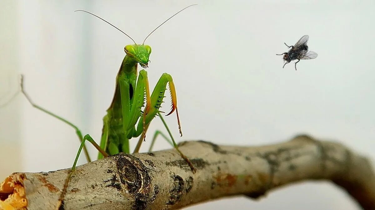 Богомол место. ,Богомол обыкновенный охотится. Жук богомол. Ischnomantis Gigas богомол. Богомол обыкновенный самка.