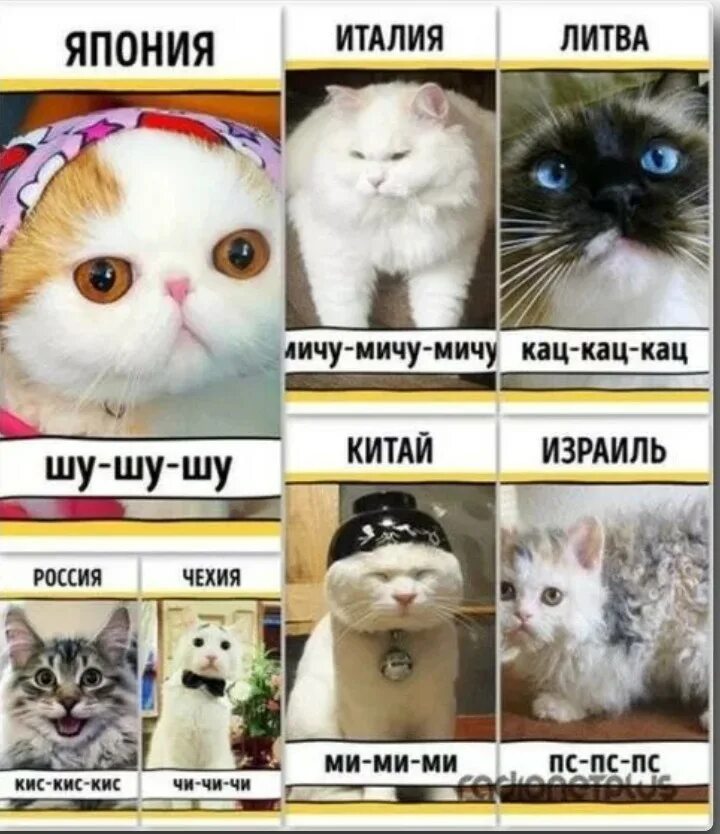 Мир кис. Как подзывают кошек в разных странах. Как зовут кошек в разных странах. Звать кошку на разных языках.