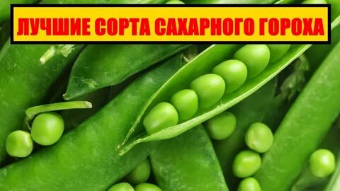 Любимый горох