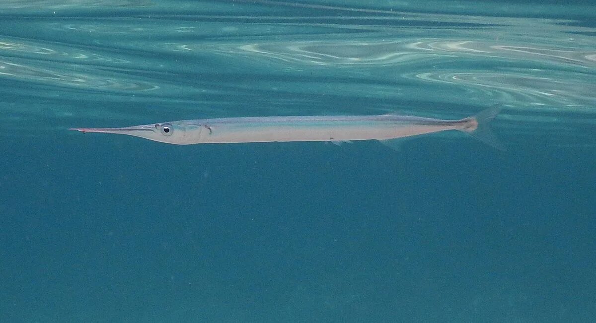 BELONIFORMES - Belonidae: Peixe agulha (Needlefish). Peixes, Os peixes, Espécies