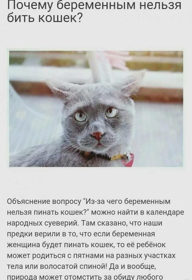 Бить кошку. Нельзя бить кошек. почему нельзя бить кошек примета.