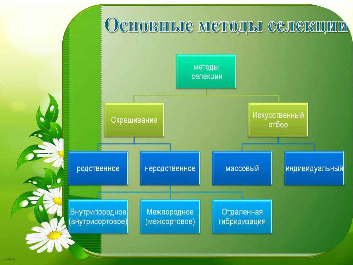 Основные методы селекции. Основные методы селекции организмов. Схема методы селекции организмов. Методы селекции растений. Инфоурок биология 9 класс