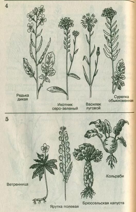 Семейство крестоцветные рисунки. Крестоцветные сурепка обыкновенная. Редька Дикая семейство крестоцветные. Горчица семейство крестоцветные. Редька Дикая и сурепка обыкновенная.