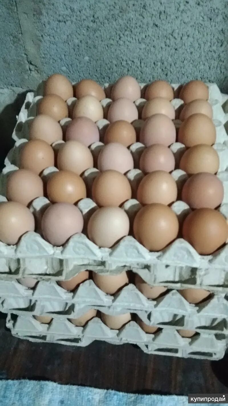 Домашние яйца. Домашние куриные яйца. Продаются домашние яйца. Яйца кур домашние.