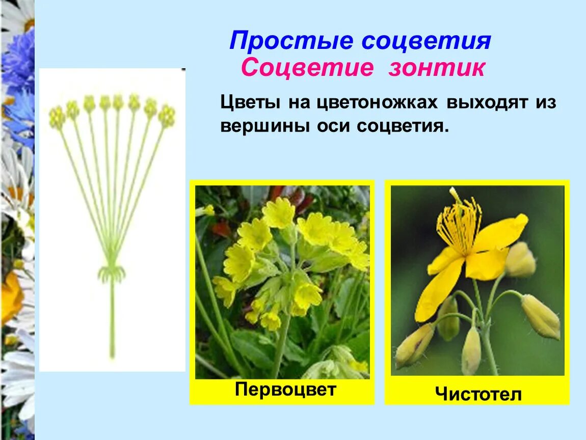 Соцветие зонтик примула. Соцветие сложный зонтик. Зонтик соцветие признаки. Зонтик соцветие признаки. Зонтик соцветие признаки.