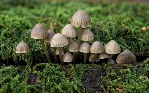 More mushrooms