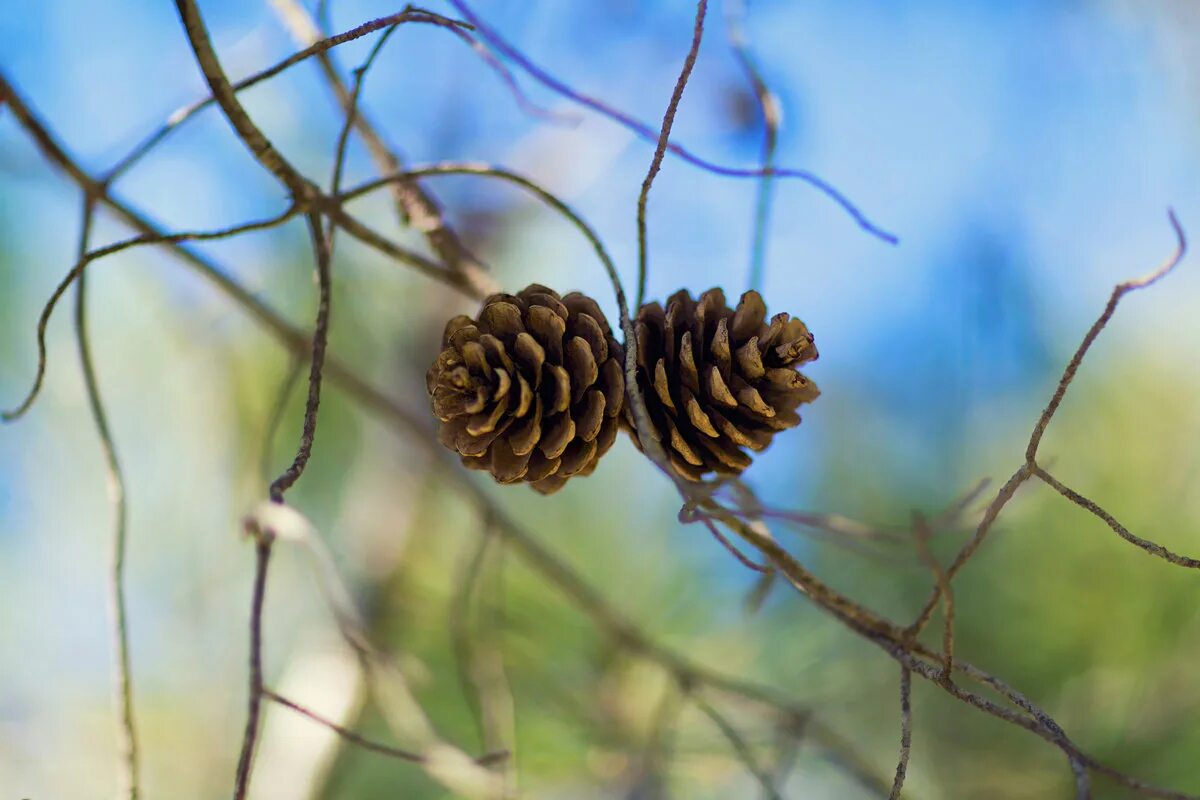 силуэт шишки. никелированная кровать. гитарная фурнитура dunlop 105. маленькие круглые шишечки. кольчугинский мельхиор подстаканник со стаканом.