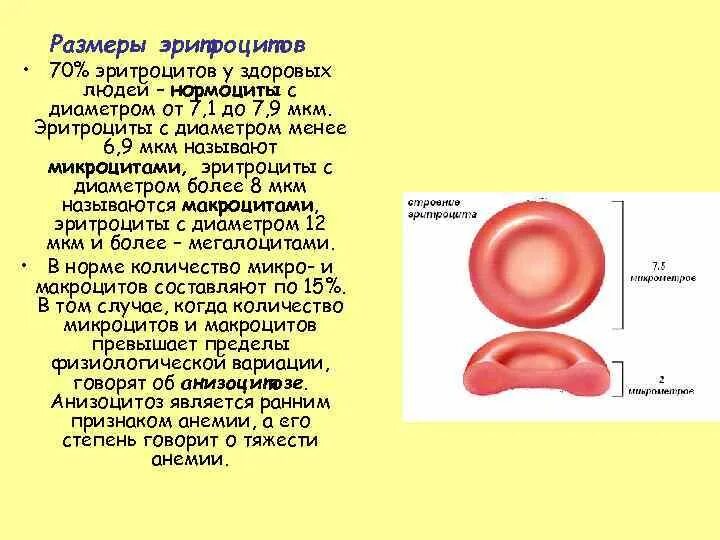 Цитоплазма эритроцитов человека. Диаметр клетки мкм эритроцитов человека. Форма и размер эритроцитов человека. Диаметр эритроцита человека. Размер эритроцитов в крови человека.