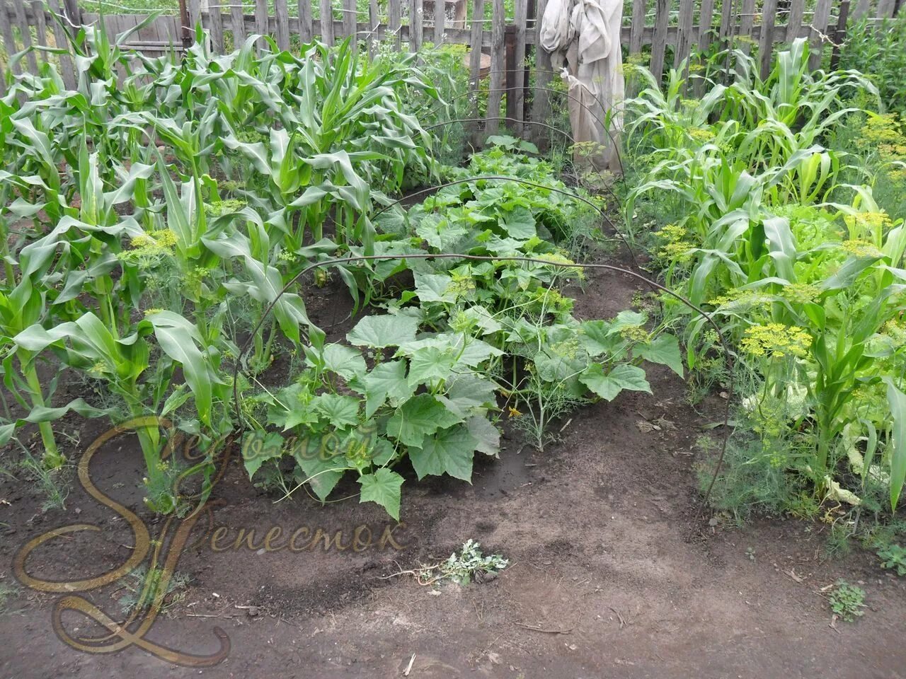 Как посадить кукурузу в огороде. Кукуруза на грядке. Грядка огурцов с кукурузой. Огурцы с кукурузой на грядке. Огурцы с кукурузой посадка.