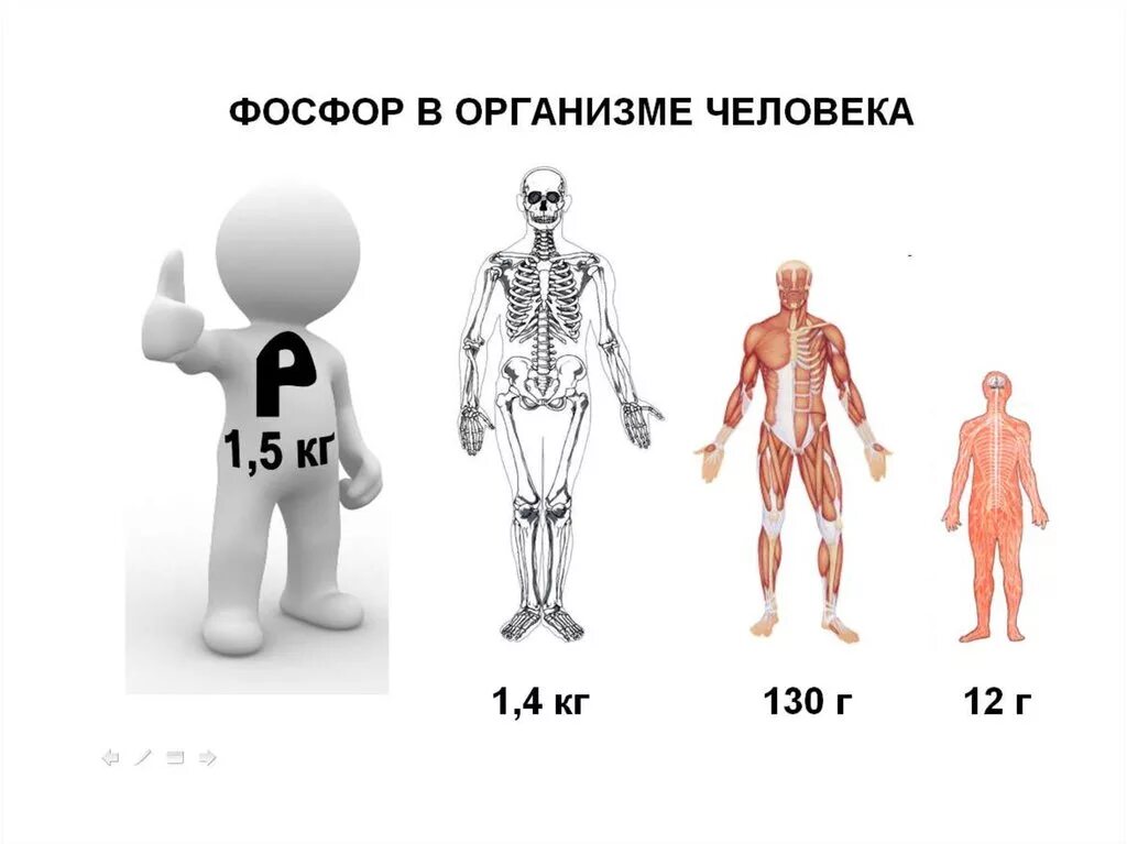 Недостаток витамина фосфор. Фосфор в организме человека. Фосфор в человеческом организме. Роль фосфора в организме.