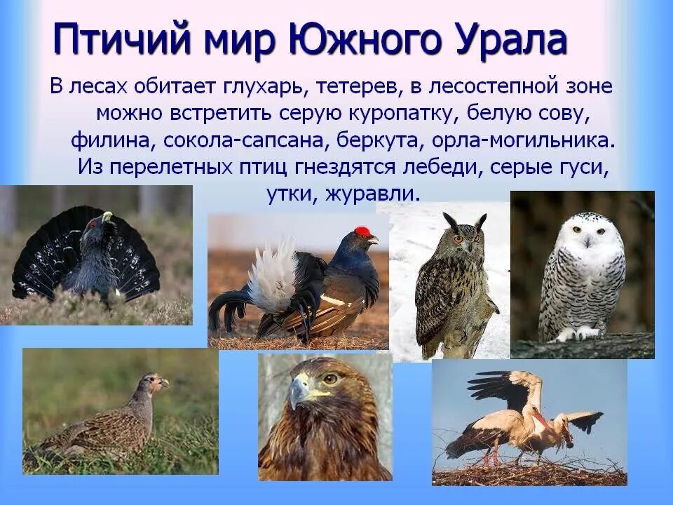 птицы родного края. сеница или синица. птицы жигулевского заповедника. птицы живущие в горах. описание синички.