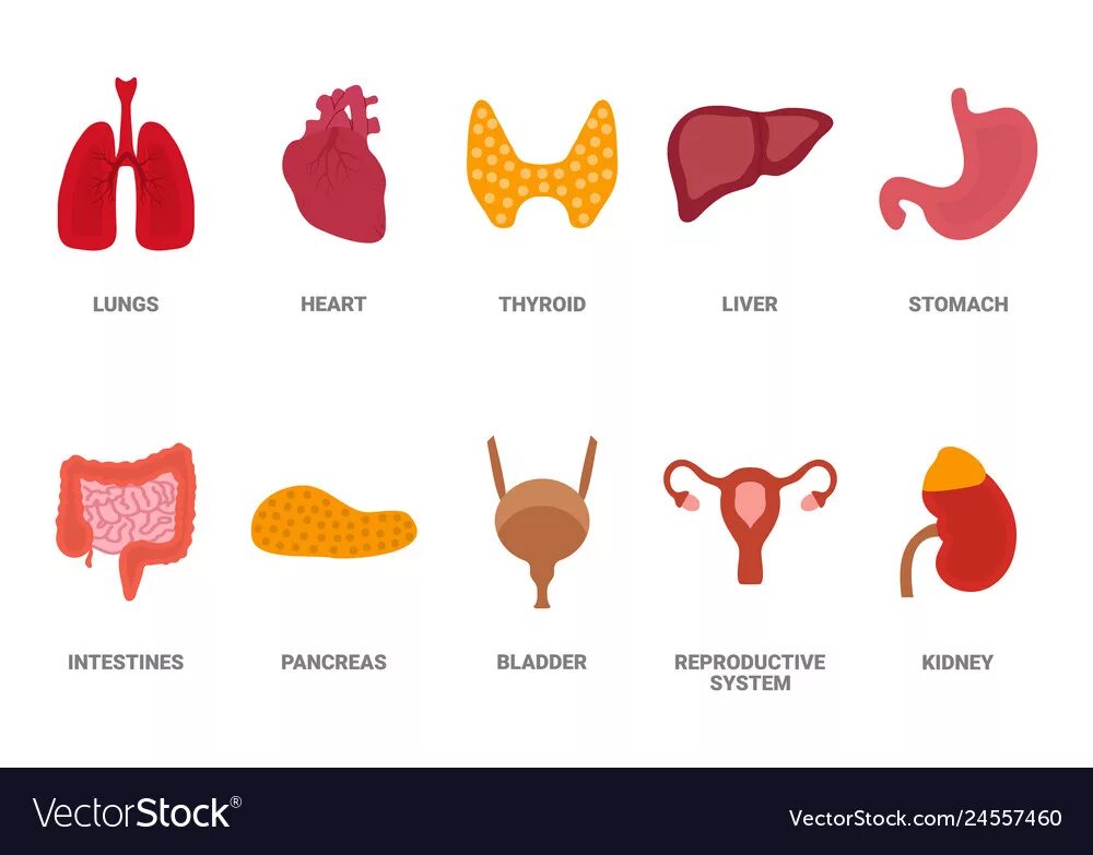 Желудок головной мозг печень. Внутренние органы печень для детей.