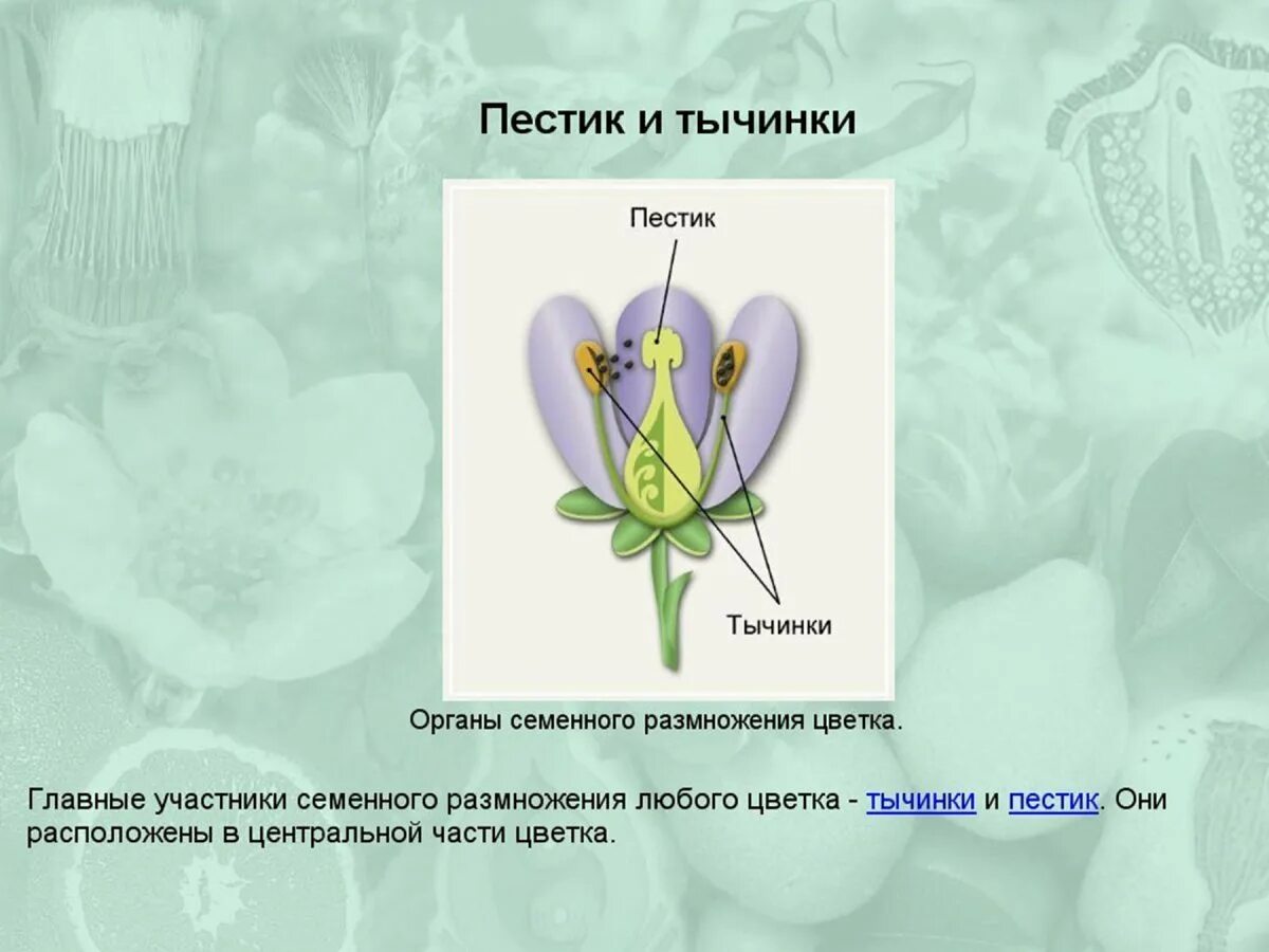 Часть цветка 6 класс впр. Части тычинки и пестика. Пестик цветка. Размножение пестики и тычинки. Пестик и тычинка главные части.