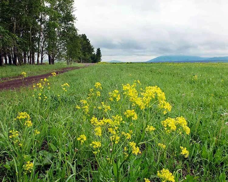 Глинка Алтайский край. Деревня красный Яр Алтайский край. Советский район Алтайский край. Глинка Алтайского края советского района.