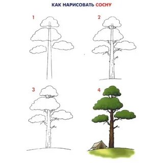 Нарисовать сосну карандашом для детей
