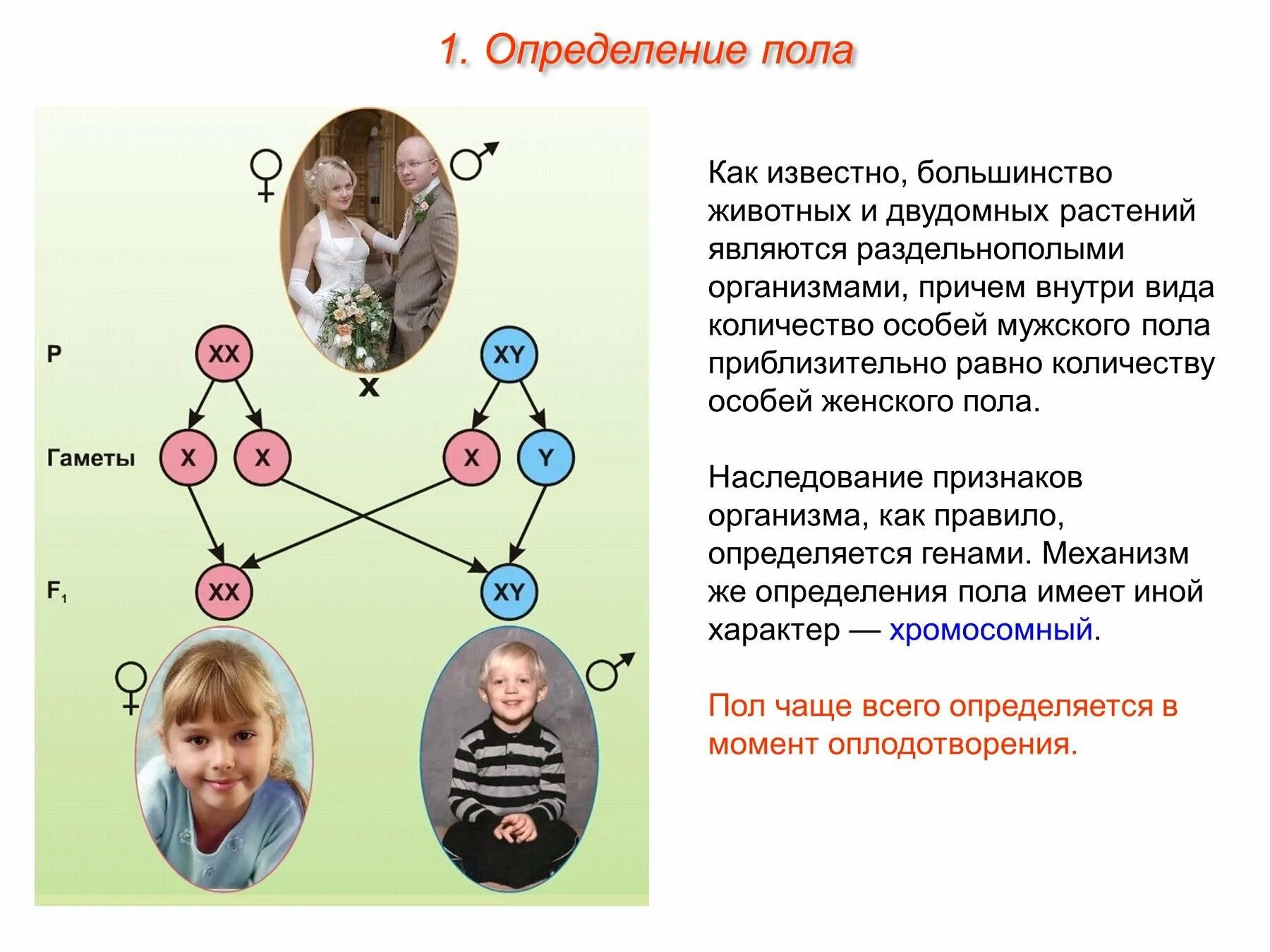 Какую роль играют гены. Определение пола. Определение пола у человека. Схема определения пола. Хромосомное определение пола у человека схема.