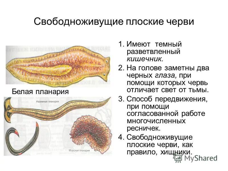 Признак свободноживущего червя