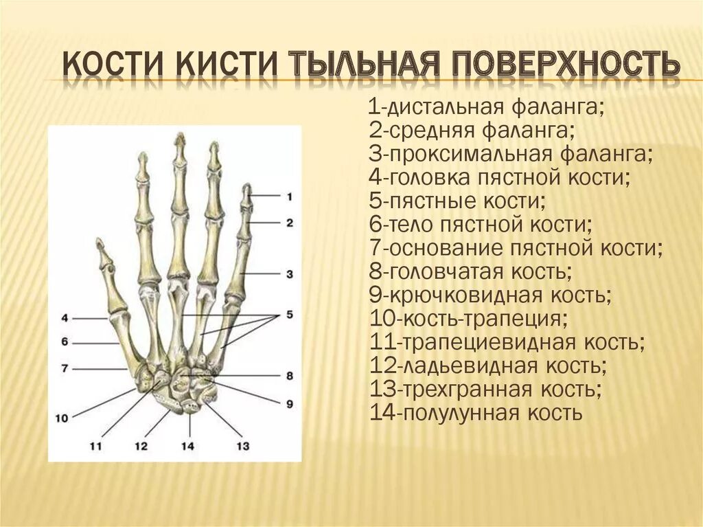 Фаланги пальца тип соединения. Строение пястной кости кисти. Кость кисти строение анатомия. Дистальная фаланга 5 пальца кисти. Строение костей кисти вид спереди.