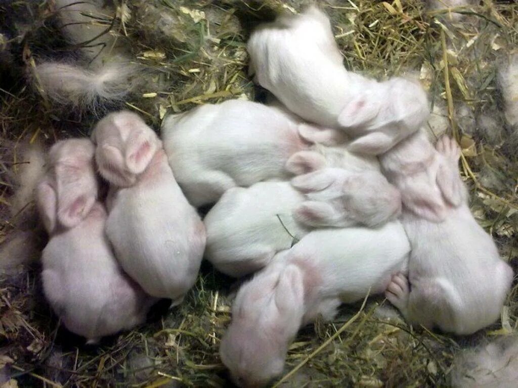 Через сколько рожают кролики. Декоративные рожденные крольчата.