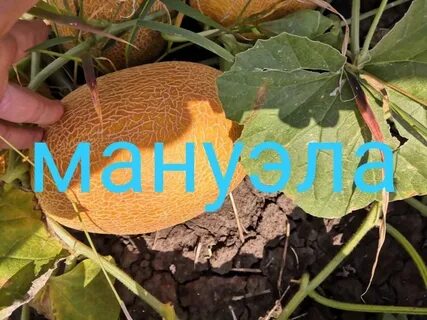 Дыня мануэла