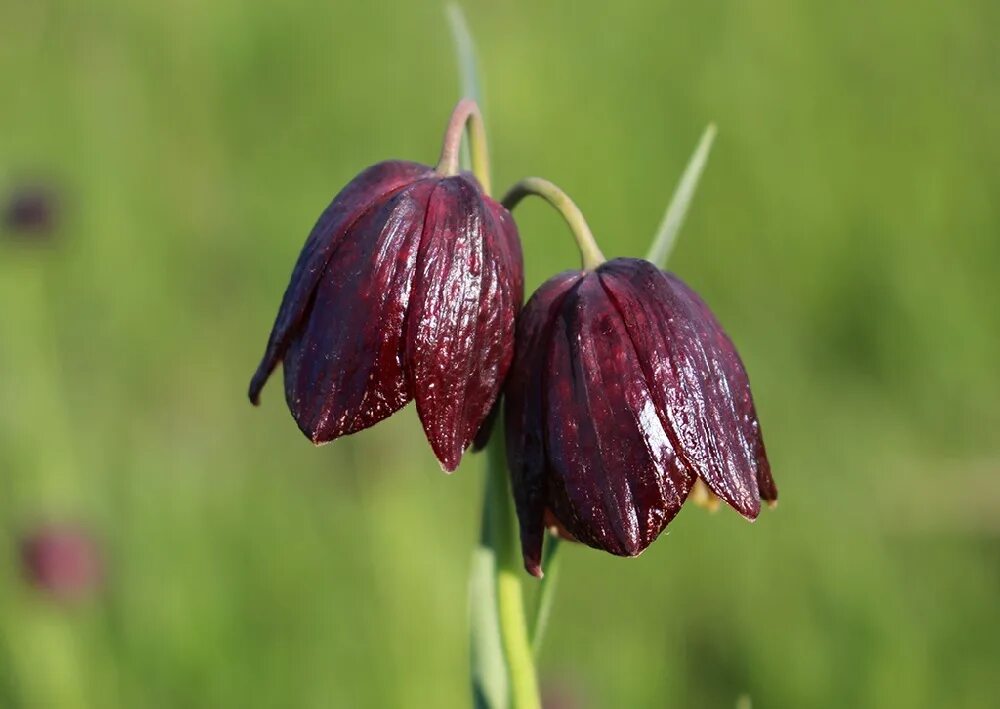 Рябчик русский fritillaria ruthenica. Рябчик малый — fritillaria meleagroides. Рябчик русский. Рябчик русский растение. Рябчик луговой цветок.