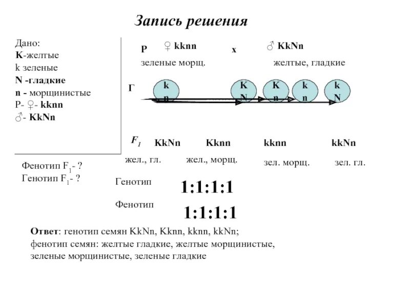 Генотип гороха с желтыми морщинистыми семенами. При скрещивании растений гороха с гладкими семенами и усиками. Гладкая поверхность семян доминирует над морщинистой. Известно что у гороха гладкая поверхность семян доминирует. Смешная желтая горошина Мендель.