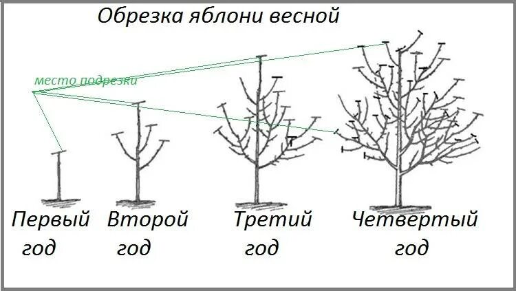 Обрезка плодовых деревьев в подмосковье сроки. Схема обрезки саженцев яблони. Схема обрезки яблони весной. Обрезка 3х летней яблони весной схема. Схема обрезки саженцев яблони весной.