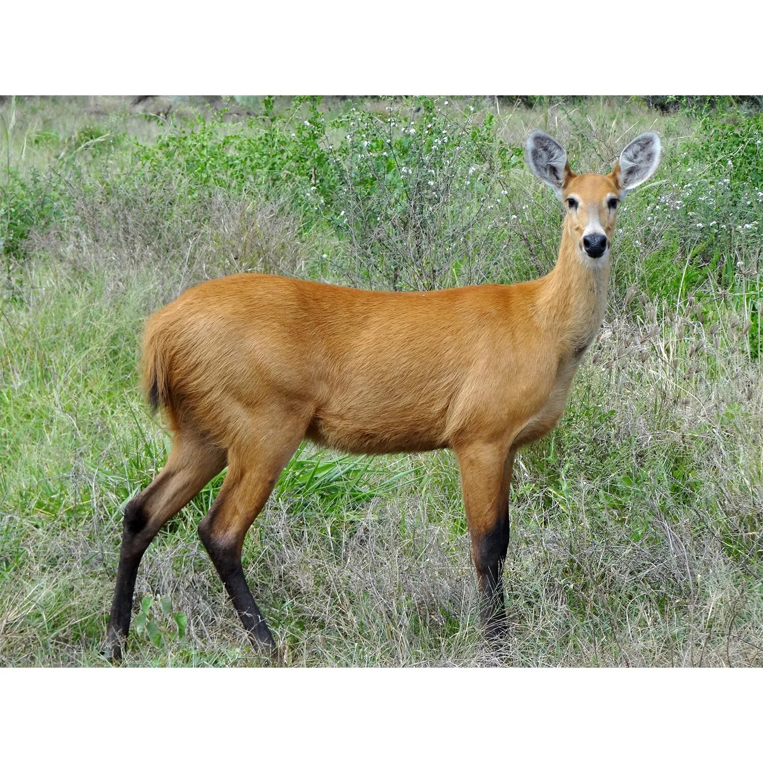 Крупный олень азии. Болотный олень (Blastocerus dichotomus). Пантанал болотный олень. Пампасный олень. Болотные Олененок.