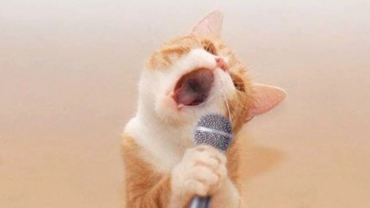 Кот поет в микрофон. Кот поет. Котёнок орёт в микрофон. Орущий кот.
