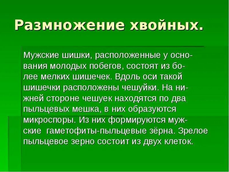 Размножение хвойных. Хвойные растения размножаются. Хвойные растения размножаются шишками. Особенности размножения хвойных.