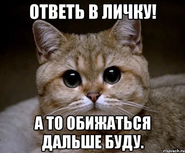 Ну давай прошу. Отвечай Мем. Ответь. Мемы ответь пожалуйста. Отвечать картинка.