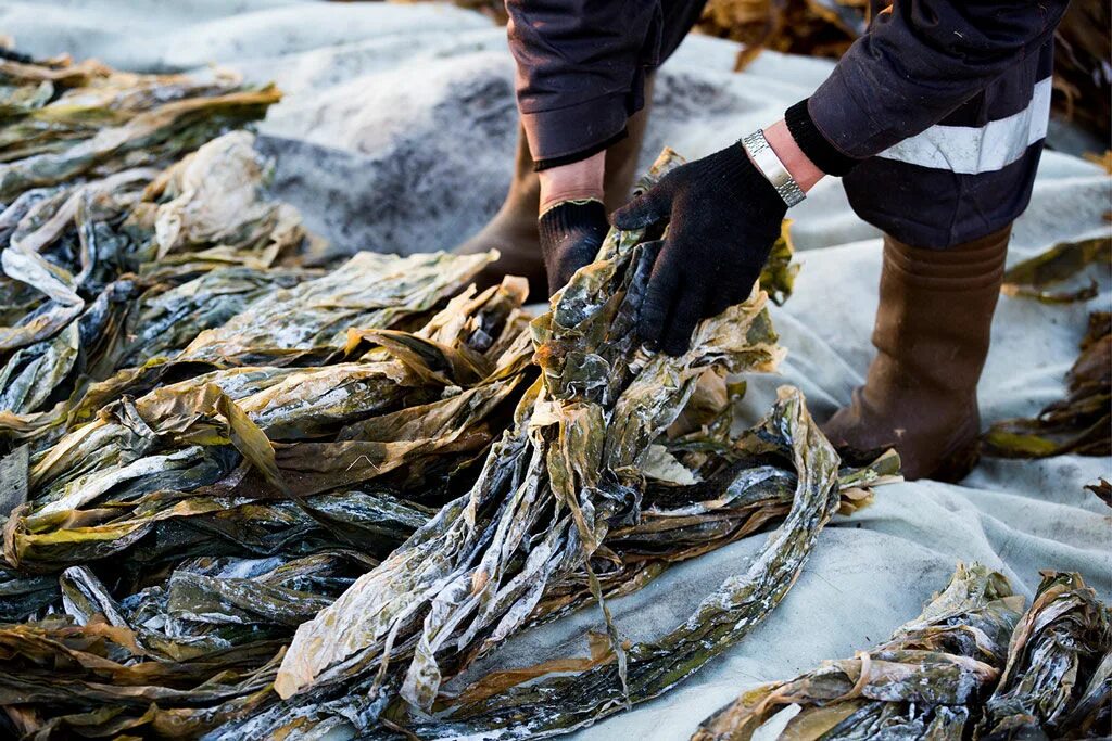 Морская капуста ламинария добыча. Ламинария Архангельский водорослевый. Водорослевый комбинат Архангельск. Водоросли Дальний Восток.